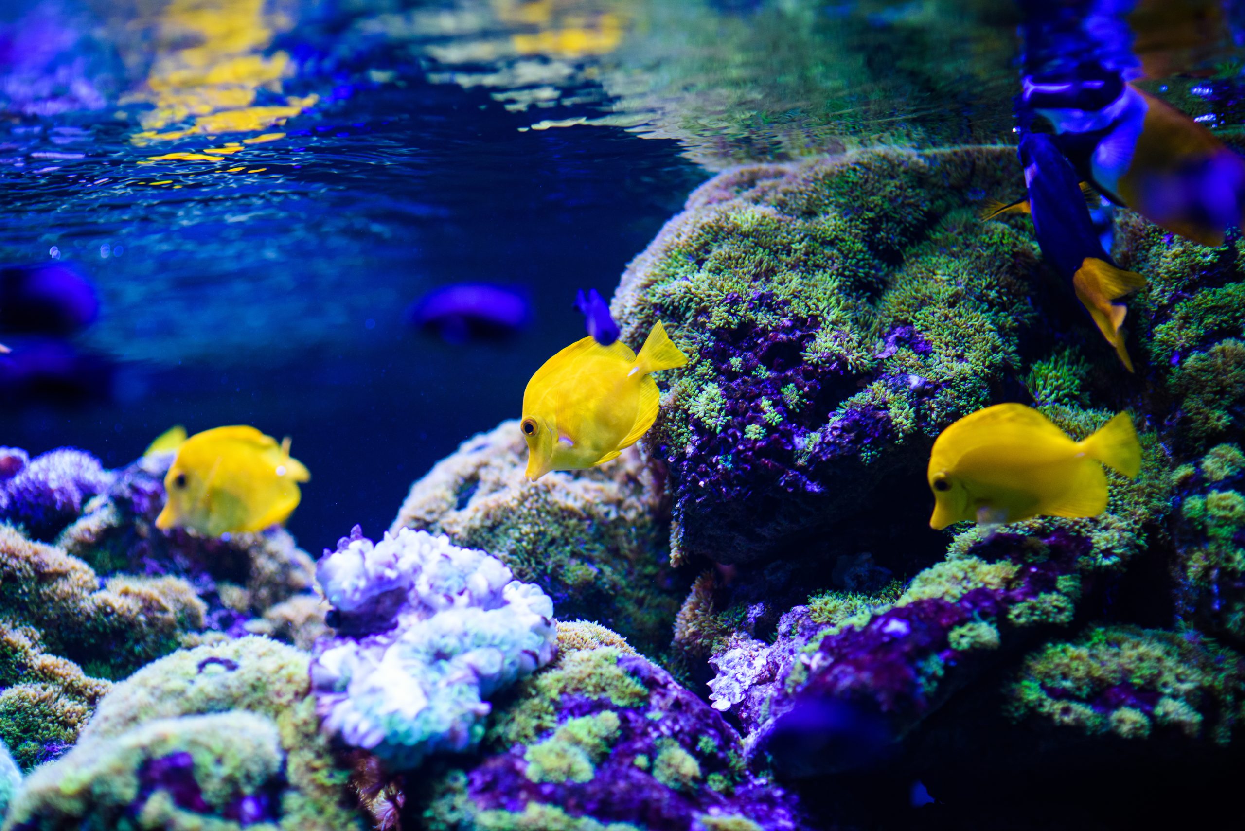 Aquaidea ::. Negozio per la vendita online di acquari d'acqua dolce e  piante, acquari marini di barriera, reef, terrari e laghetti.