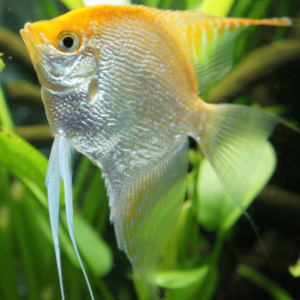 PTEROPHYLLUM SCALARE YELLOW HEAD