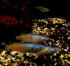 MELANOTAENIA BOESEMANI