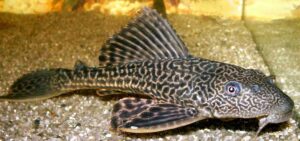 PTERYGOPLICHTHYS GIBBICEPS