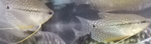 TRICOGASTER LEERI