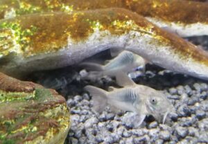 CORYDORAS AENEUS