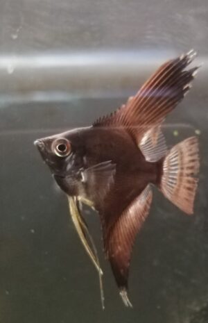PTEROPHYLLUM SCALARE BLACK