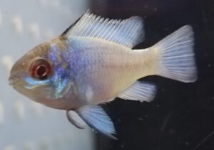PAPILOCHROMIS RAMIREZI ELECTRIC BLU