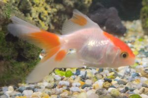 ORANDA RED AND WHITE 11CM