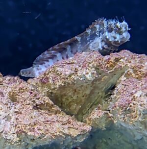 SALARIAS FASCIATUS