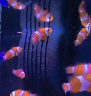 AMPHIPRION OCELLARIS