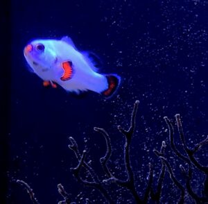 AMPHIPRION PLATINUM