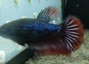 BETTA HALFMOON FEMMINA