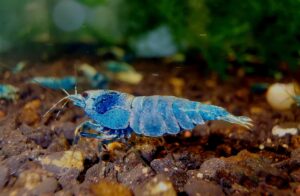 CARIDINA BLU JELLY