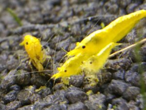 CARIDINA HETEROPODA YELLOW