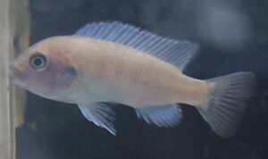 PSEUDO TROPHEUS ZEBRA BLU