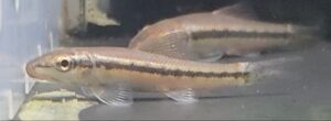GYRINOCHEILUS