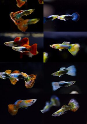 POECILIA MASCHIO MIX