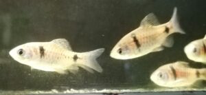 BARBUS ODESSA