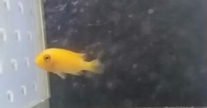 PSEUDO ZEBRA RED