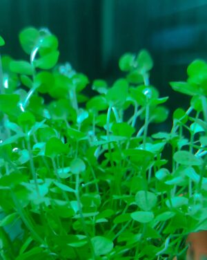 MICRANTHEMUM UMBROSUM