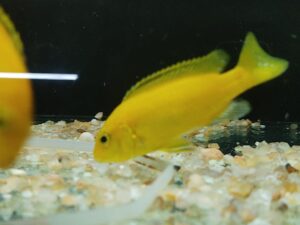 PSEUDOTROPHEUS YELLOW