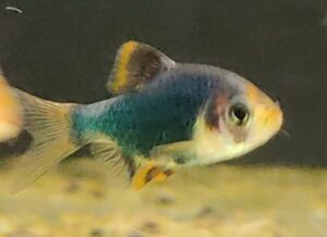 PUNTIUS SACHSI METALLIC