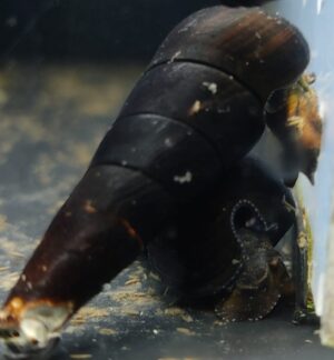 TYLOMELANIA TOWUTENSIS