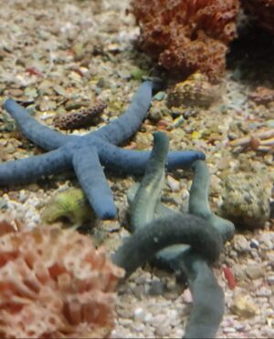 LINCKIA LAEVIGATA