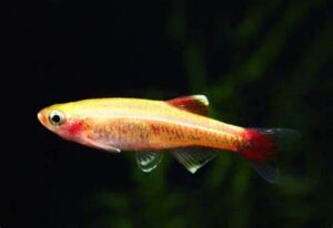 TANICHTHYS ALBONUBES GOLD