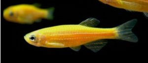 BRACHIDANIO RERIO GOLD