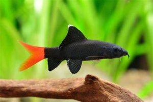 LABEO BICOLOR