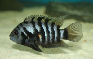 CICHLASOMA NIGROFASCIATUM