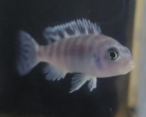 PSEUDOTROPHEUS LOMBARDOI
