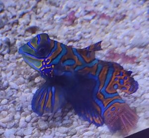 SYNCHIROPUS SPLENDIDUS