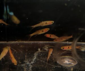 RASBORA BORARAS MACULATUS