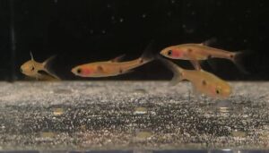 BORARAS MACULATUS