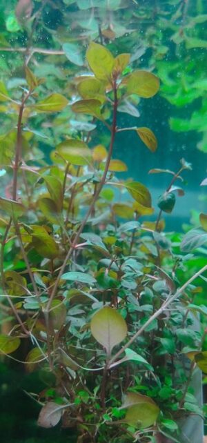 LUDWIGIA PALUSTRIS GREEN
