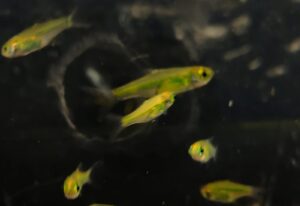 MICRORASBORA KUBOTAI