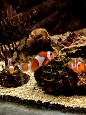 AMPHIPRION