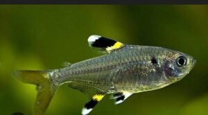 PRISTELLA MAXILLARIS
