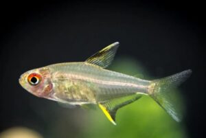 HYPHESSOBRYCON PULCHRIPINNIS TETRA LEMON