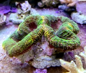 LOBOPHYLLIA
