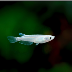 ORYZIAS LATIPES PLATINUM WHITE