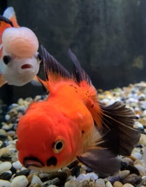 ORANDA TESTA DI LEONE TRICOLOR