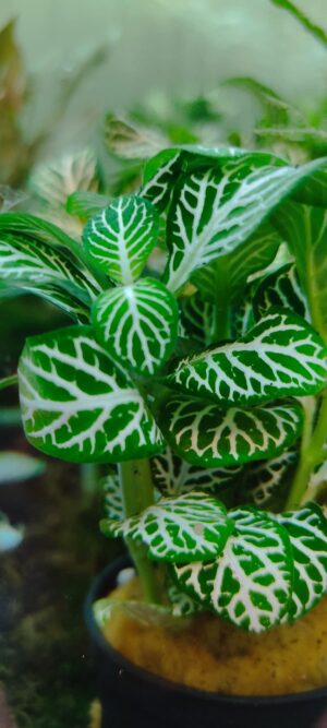 FITTONIA WIT