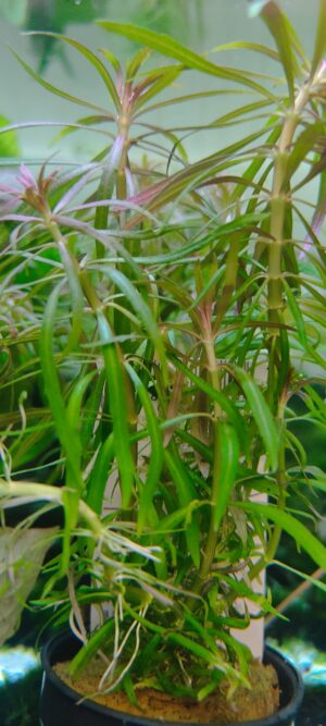 EUSTRALIS STELLATUS