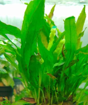 MICROSORIUM NARROW LEAF