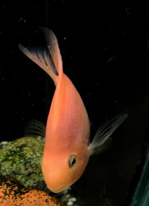 CICHLASOMA RED PARROT
