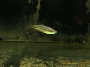 TRICHOPSIS PUMILA