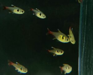 MEGALOMPHODUS ROSEUS