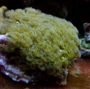 PARAZOANTHUS YELLOW