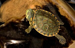 TARTARUGA THACKEMY VENUSTA