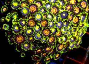 ZOANTHUS